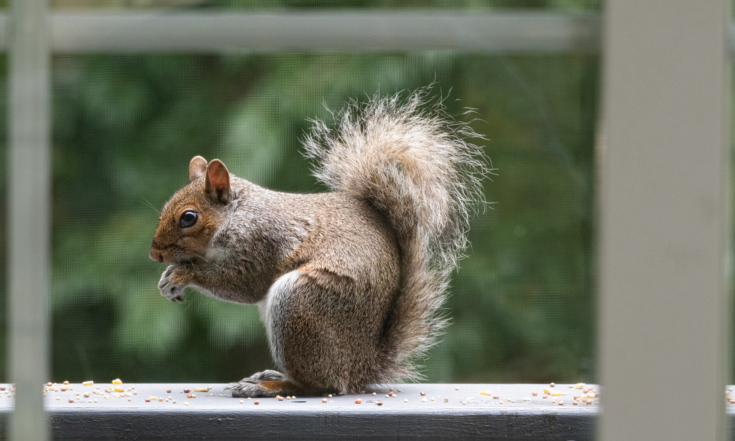 Grey Squirrels Rozol Ground Squirrel Bait - 50 Lb