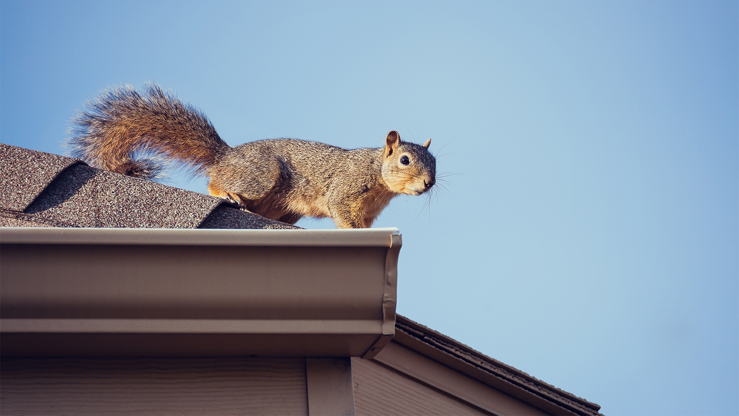 squirrel on roof