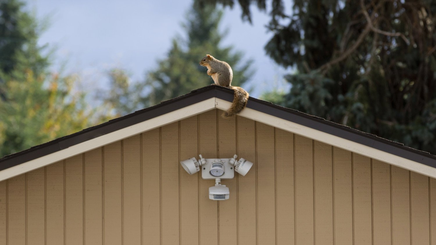 https://s3media.angieslist.com/s3fs-public/squirrel-top-roof.jpeg?impolicy=leadImage