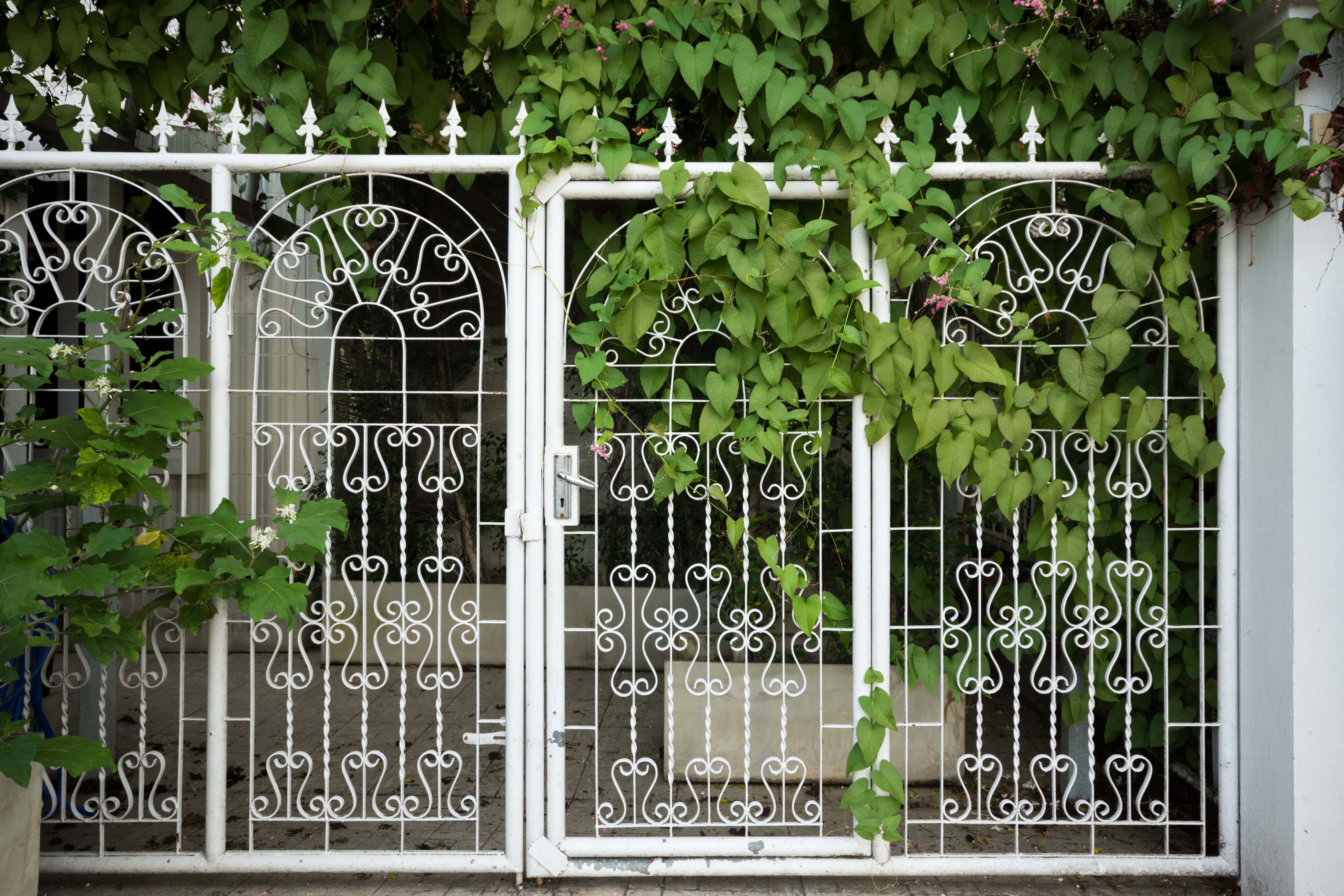 A white metal fence with vines growing through it