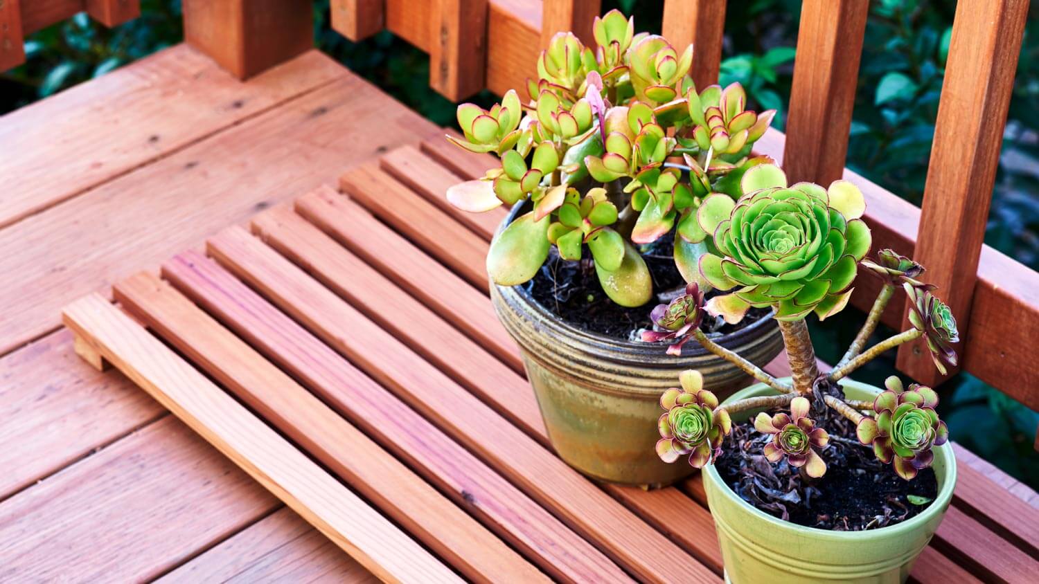 Succulent plants on a redwood deck