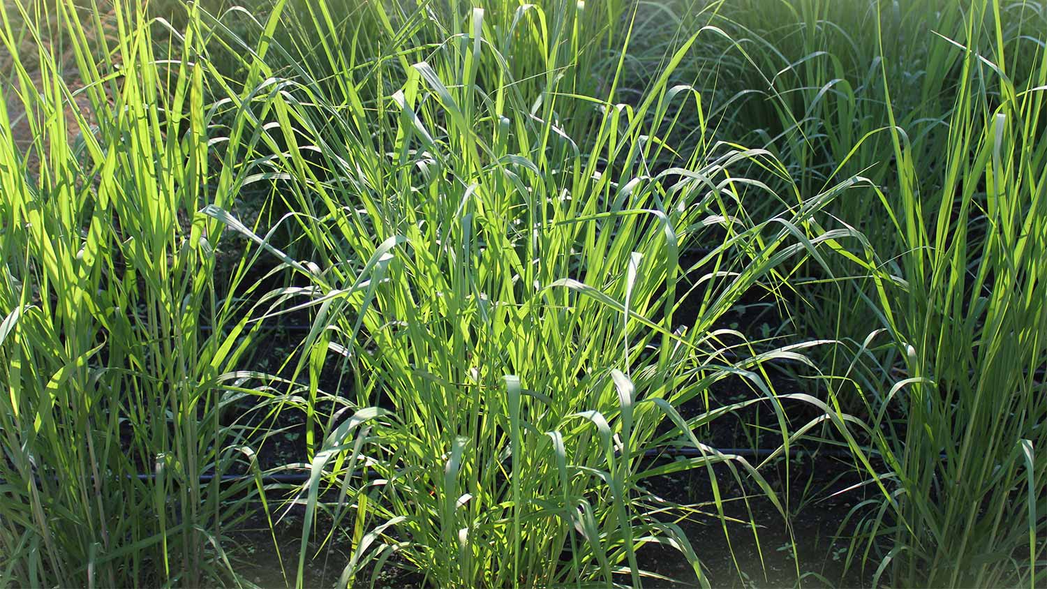 Switchgrass sunlight yard