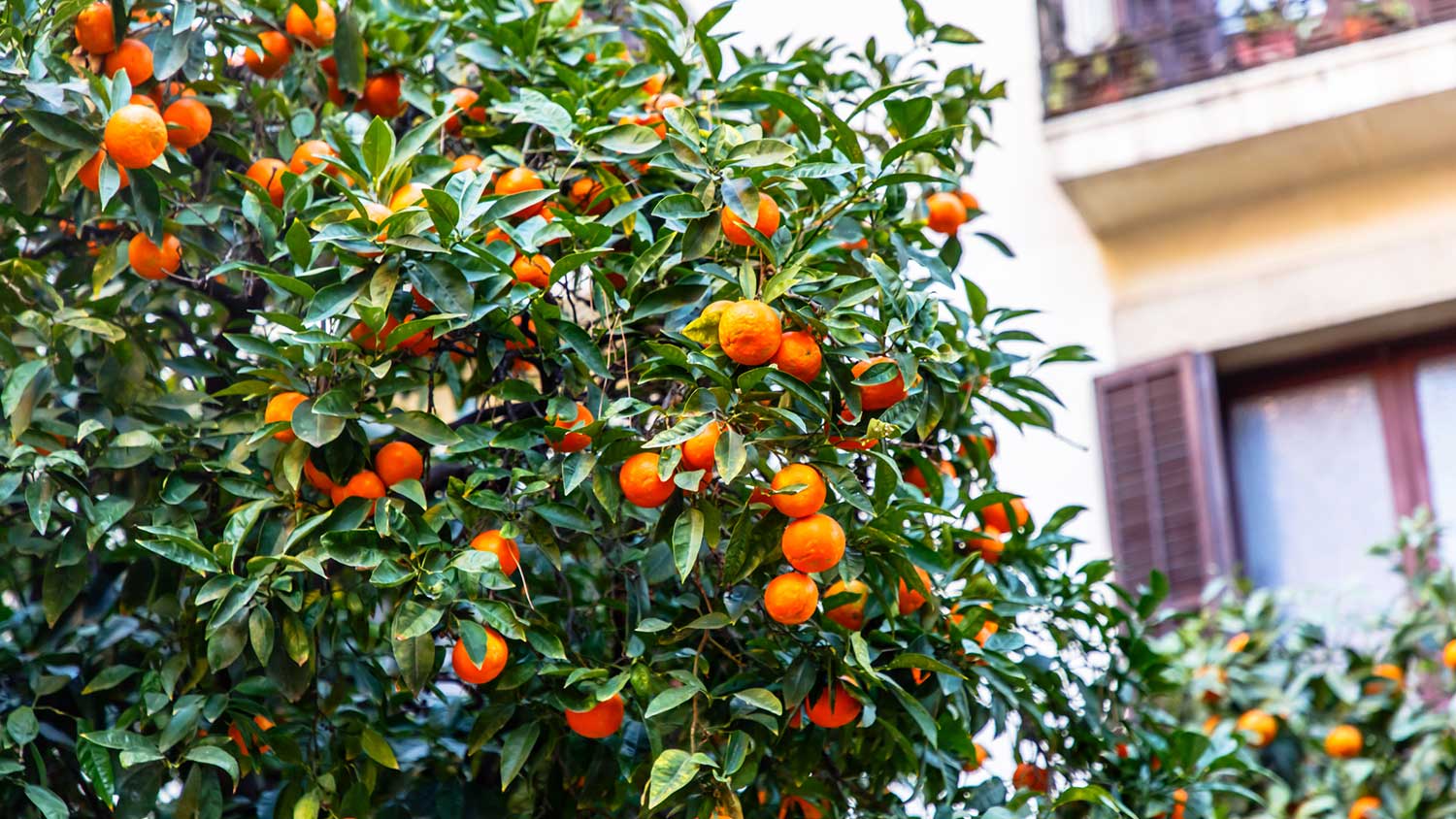 Closeup of a tree full of tangerines