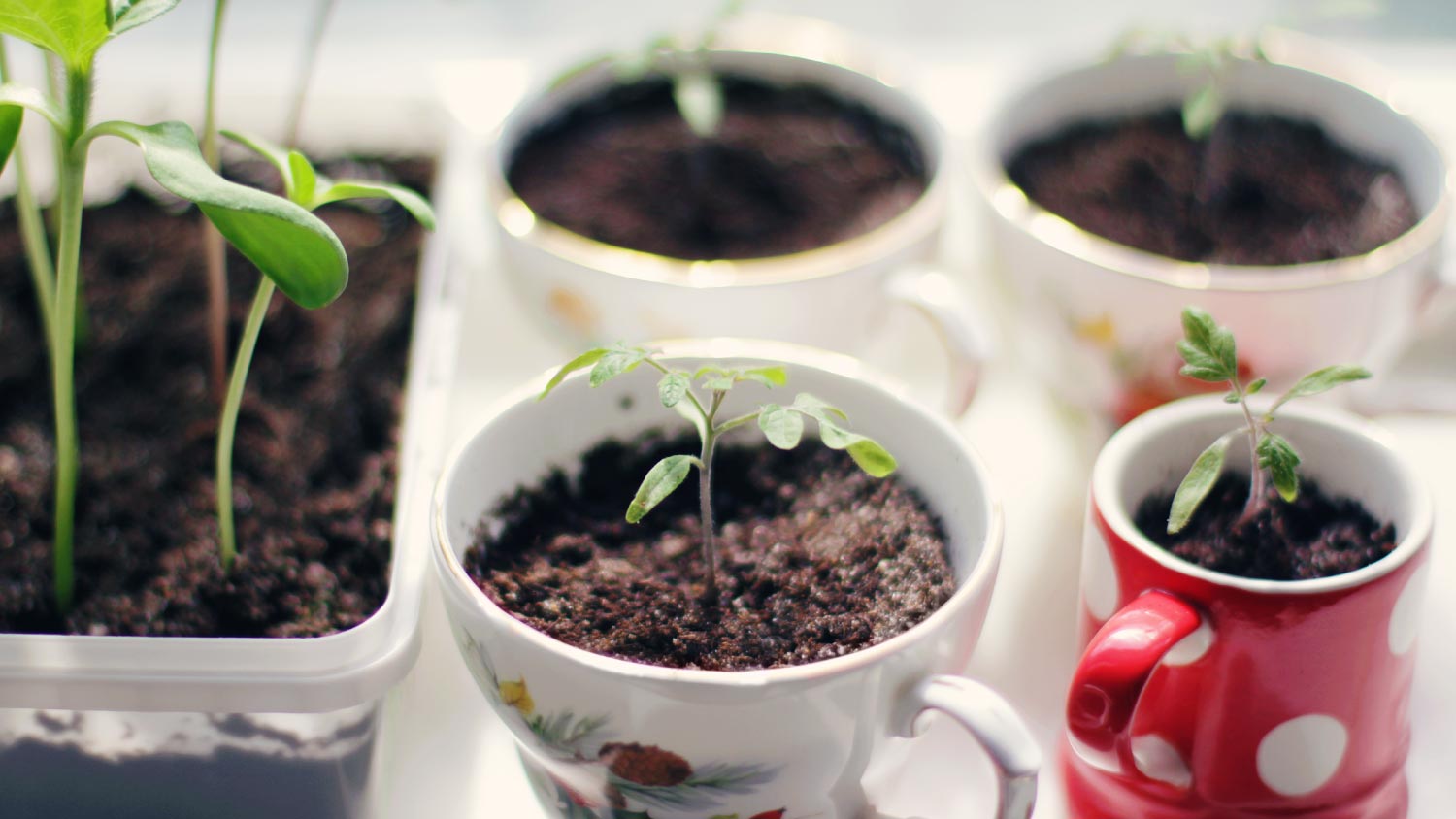 Tomato seedlings potted in various teacups