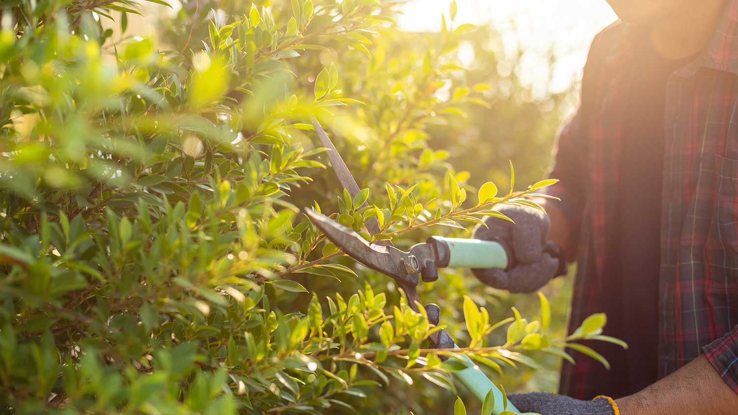 Man trimming yard shrubs by hand