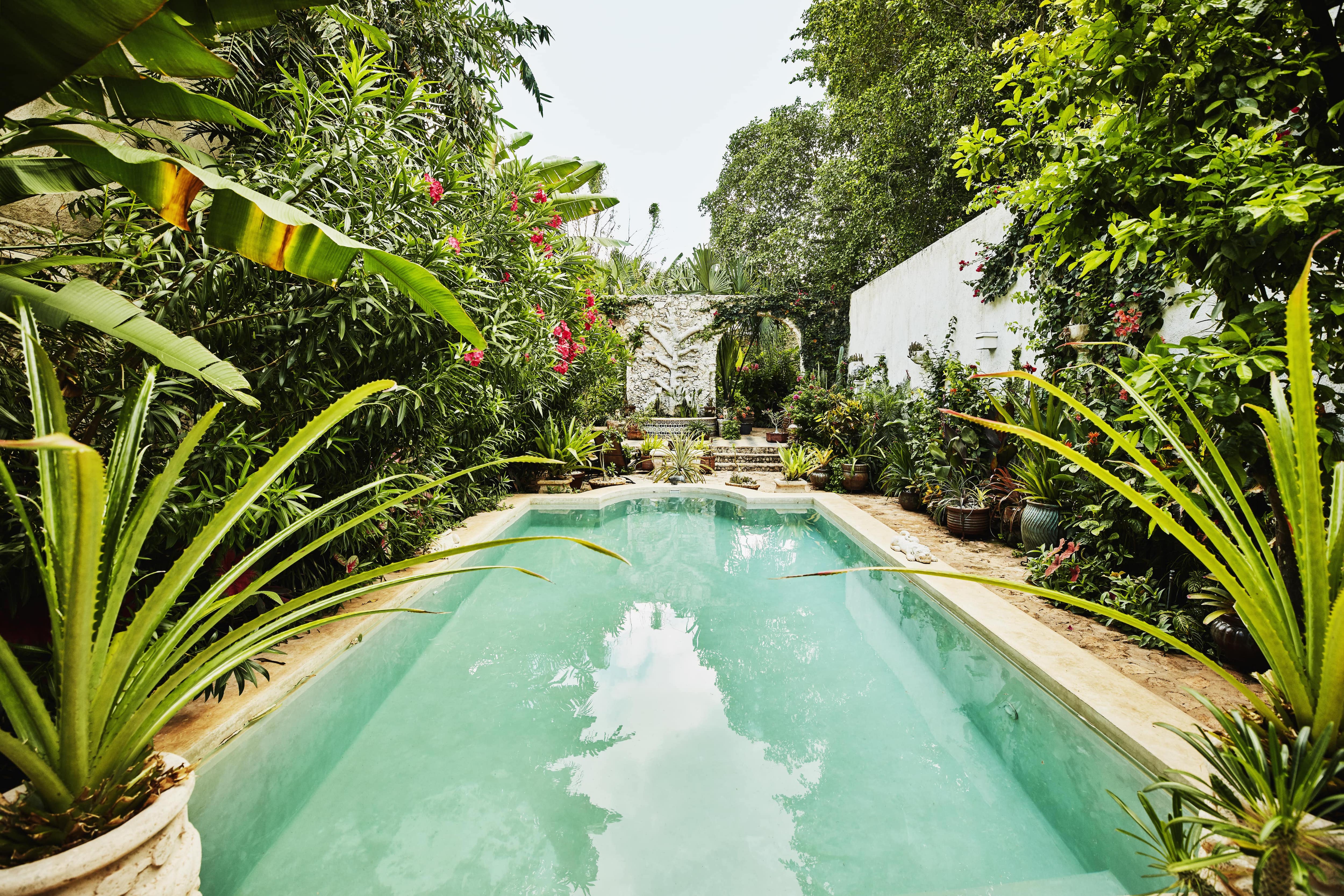 An in-ground pool surrounded by tropical vegetation