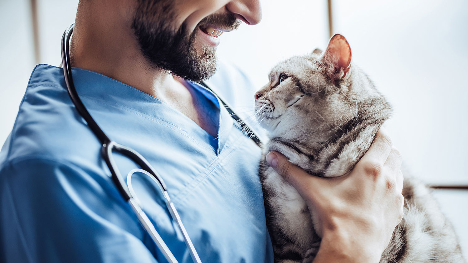 Veterinarian holding a cat