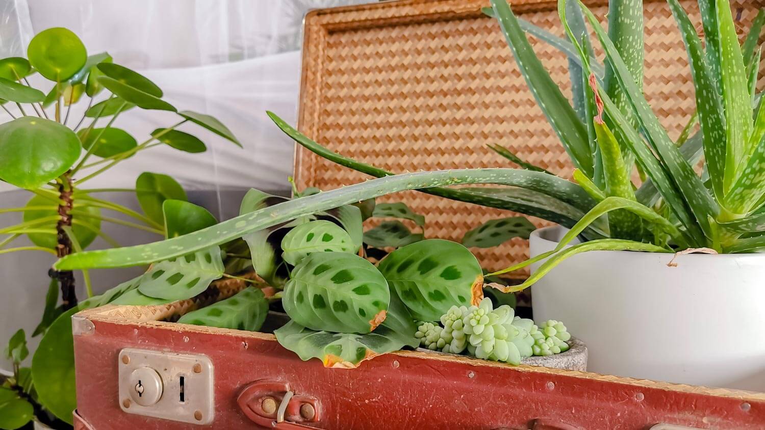 A vintage suitcase filled with green houseplants