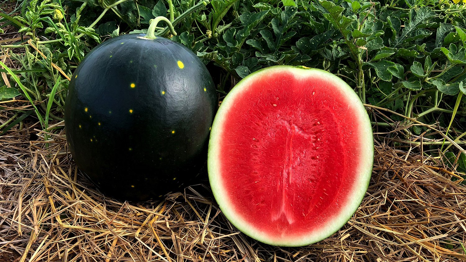 watermelon in garden