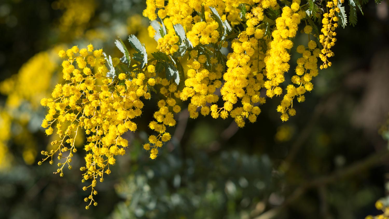 Close-up of a wattle tree’s yellow flowers