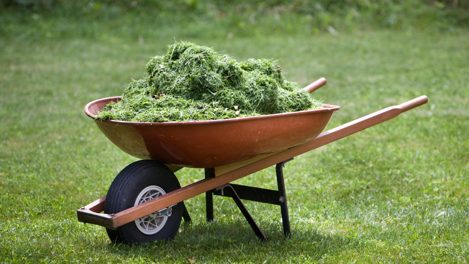 A red wheelbarrow on a lawn with fresh grass clippings