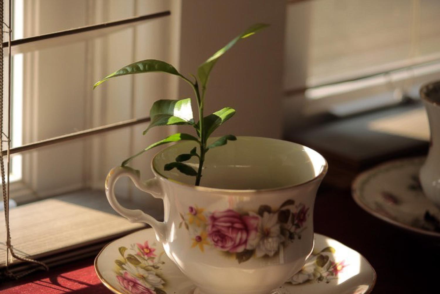 A teacup garden