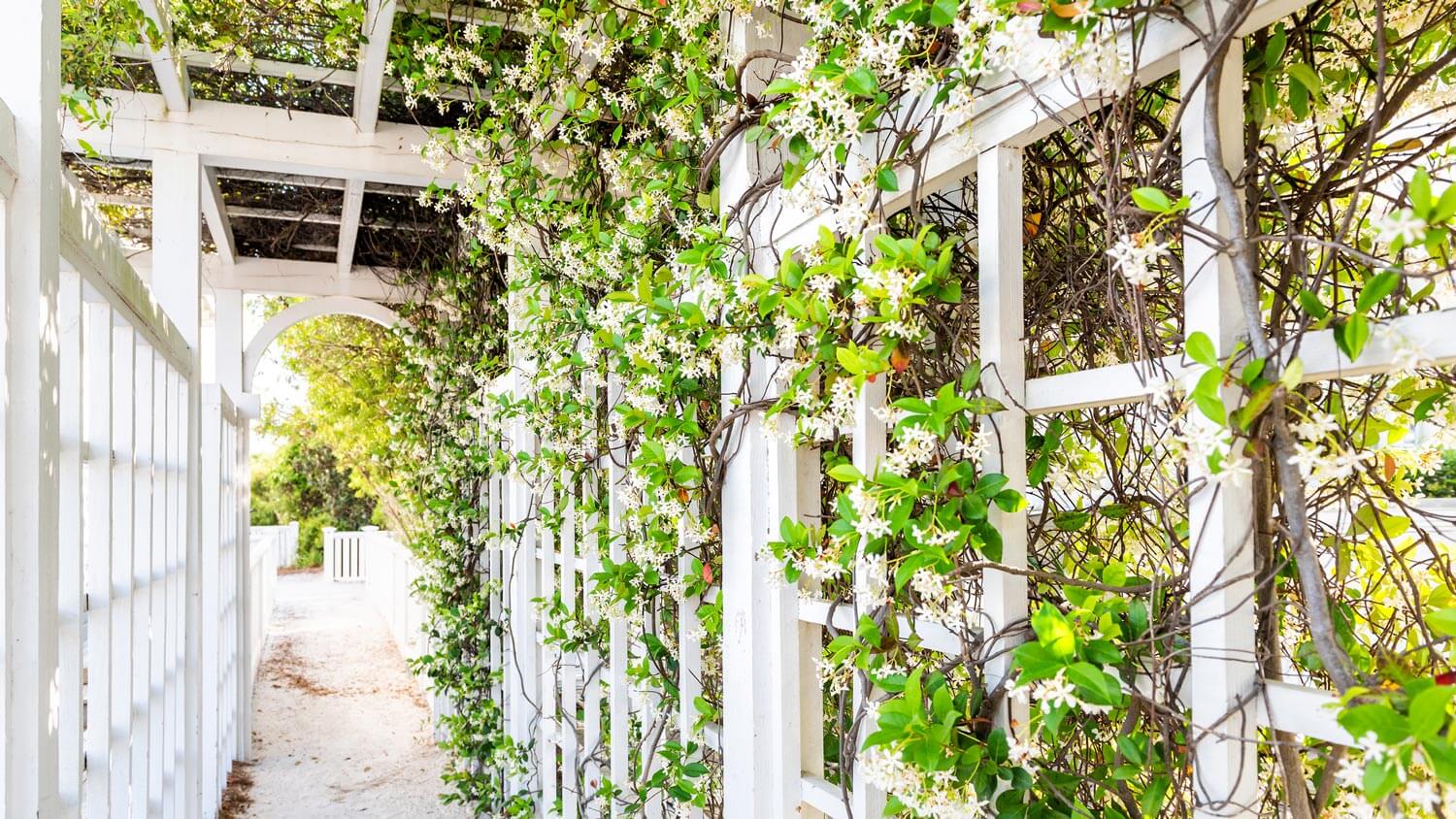A flower covered white wooden trellis