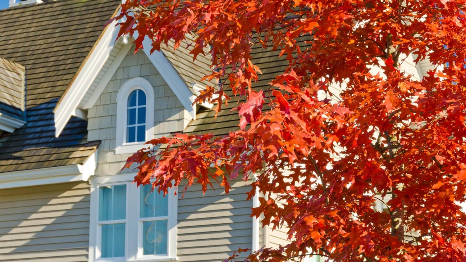 Fragment of a house over a red maple tree