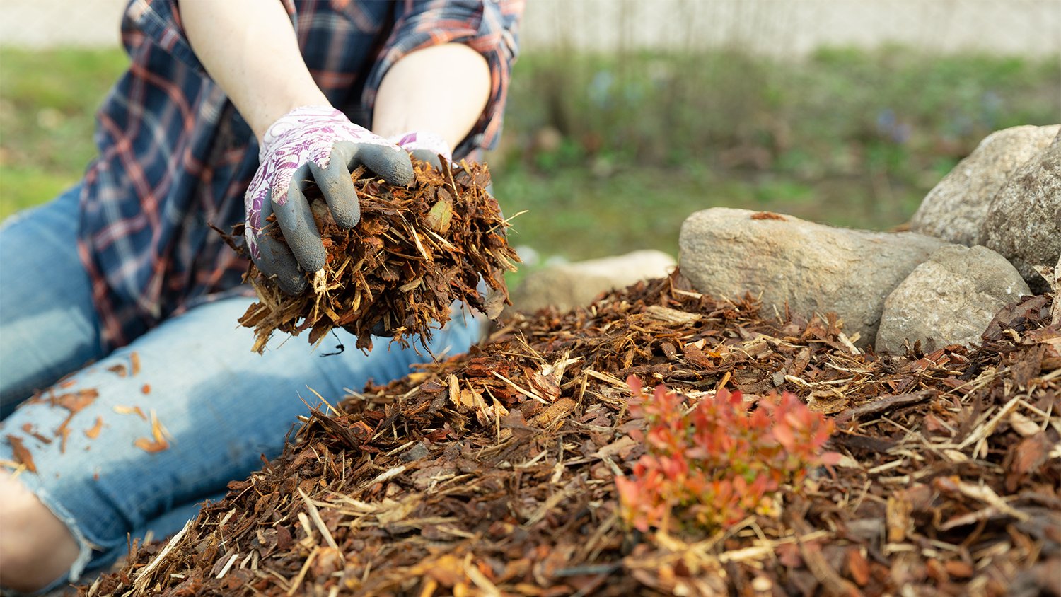 woman putting mulch on tree roots