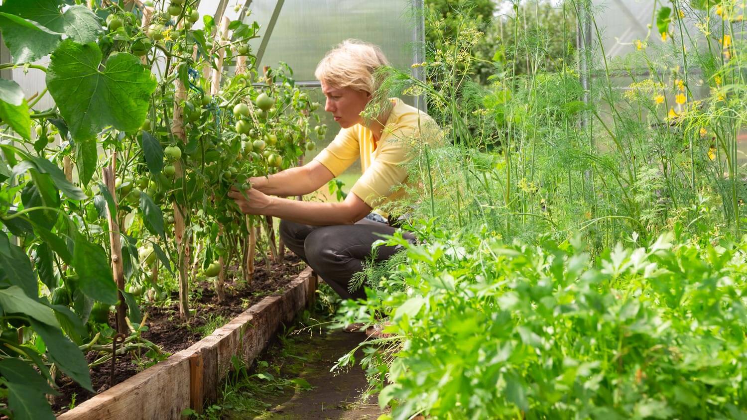 A woman checking the tomatoes in a greenhouse