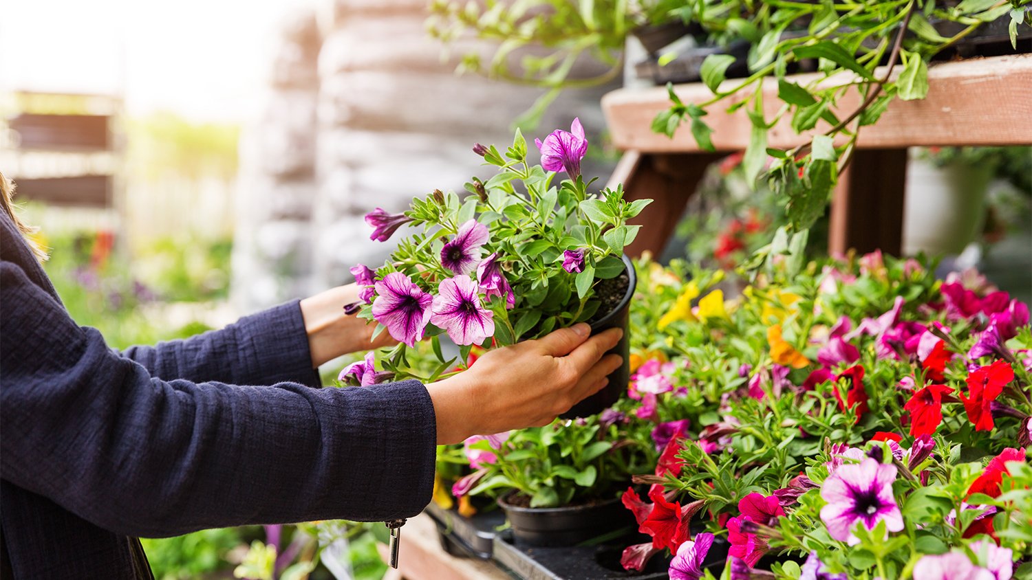 woman looking at plants in nursery      