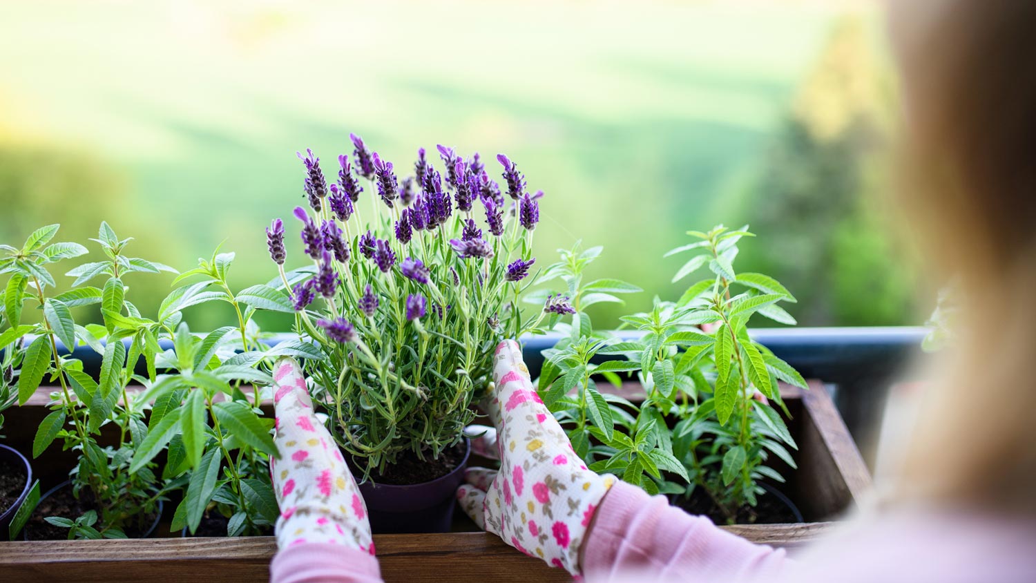 A woman holding a potted lavender