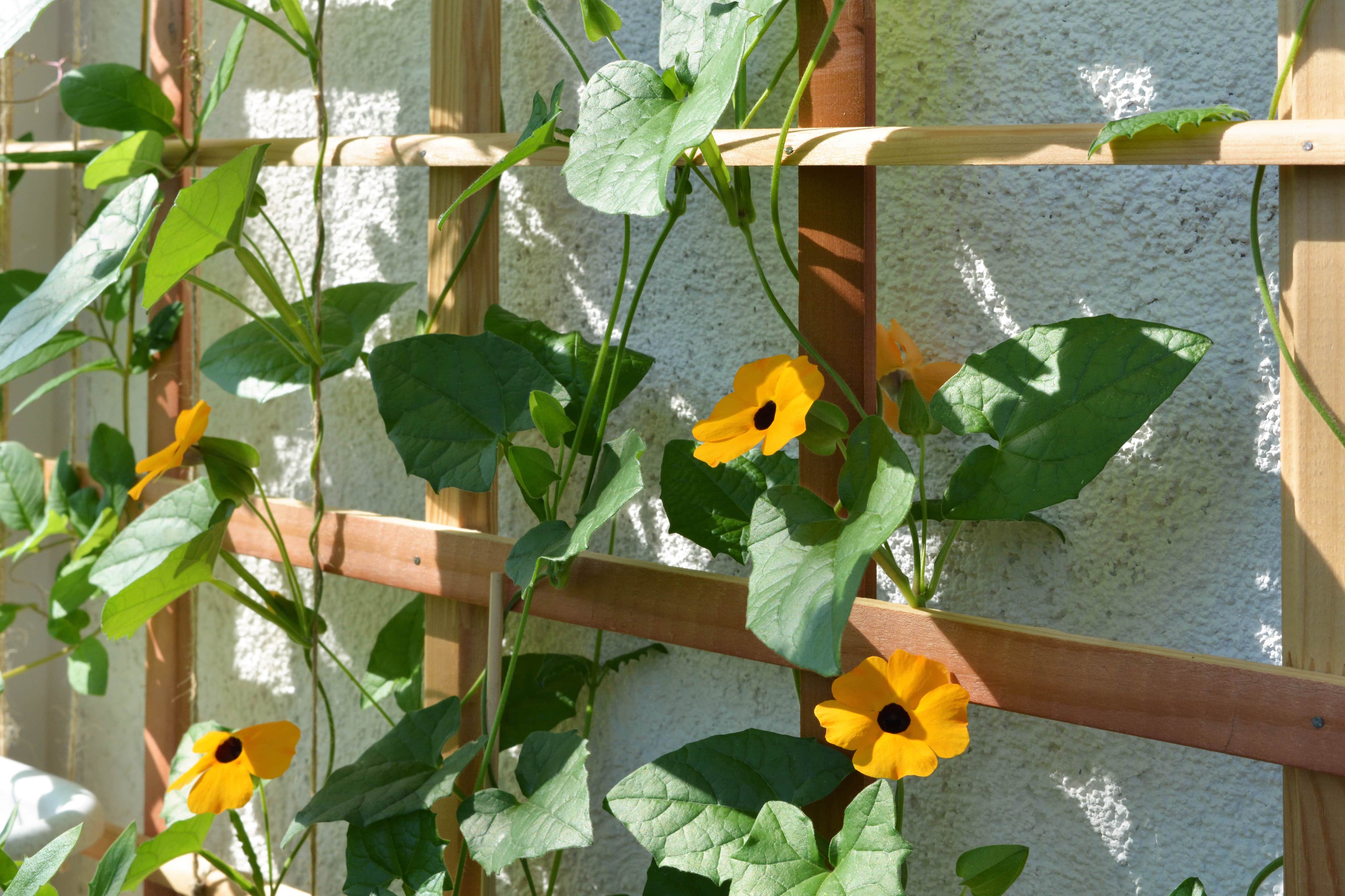 A simple wood trellis growing black eyed susan flowers