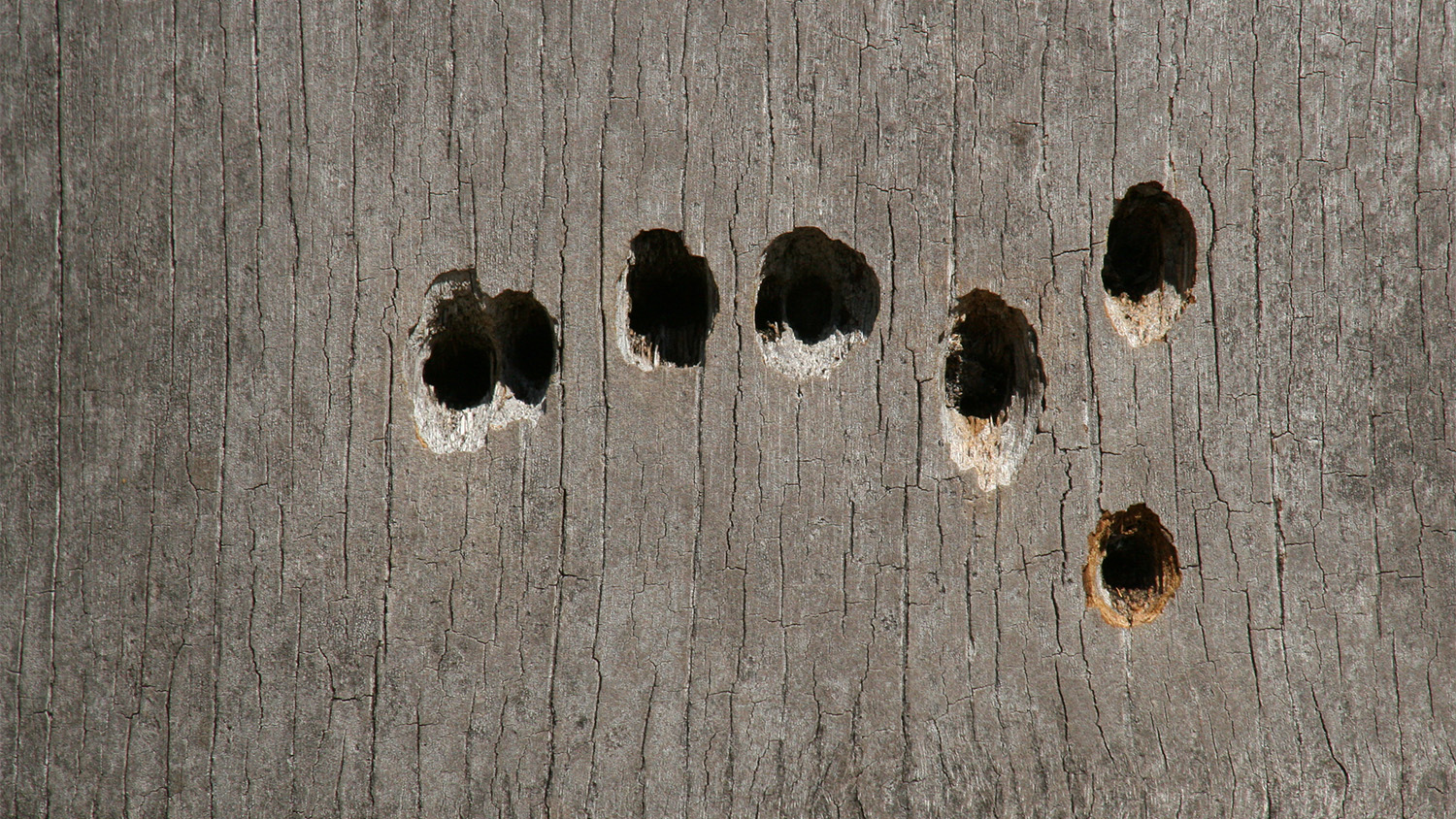 woodpecker holes on tree