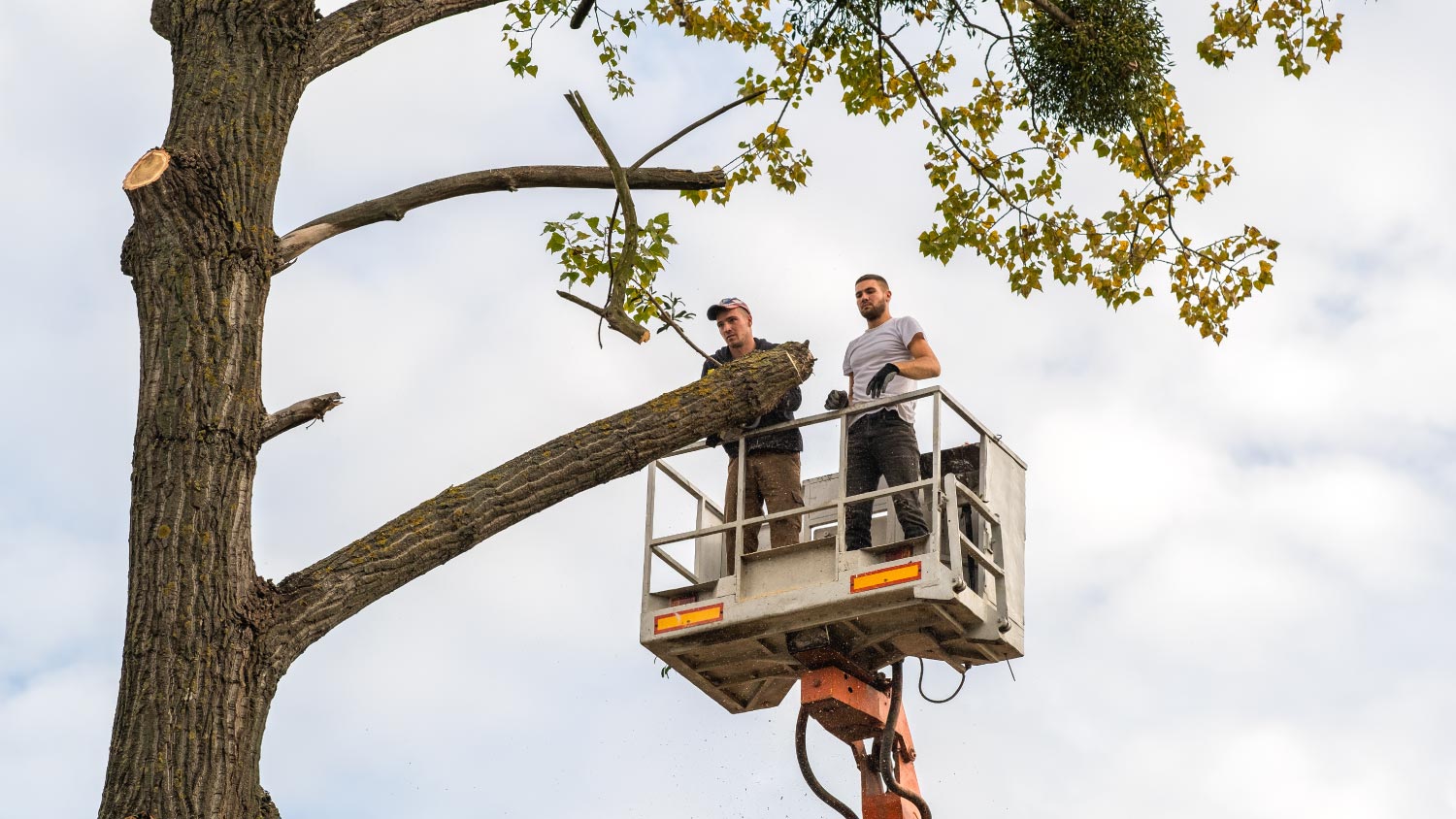 Workers cutting down big tree branches