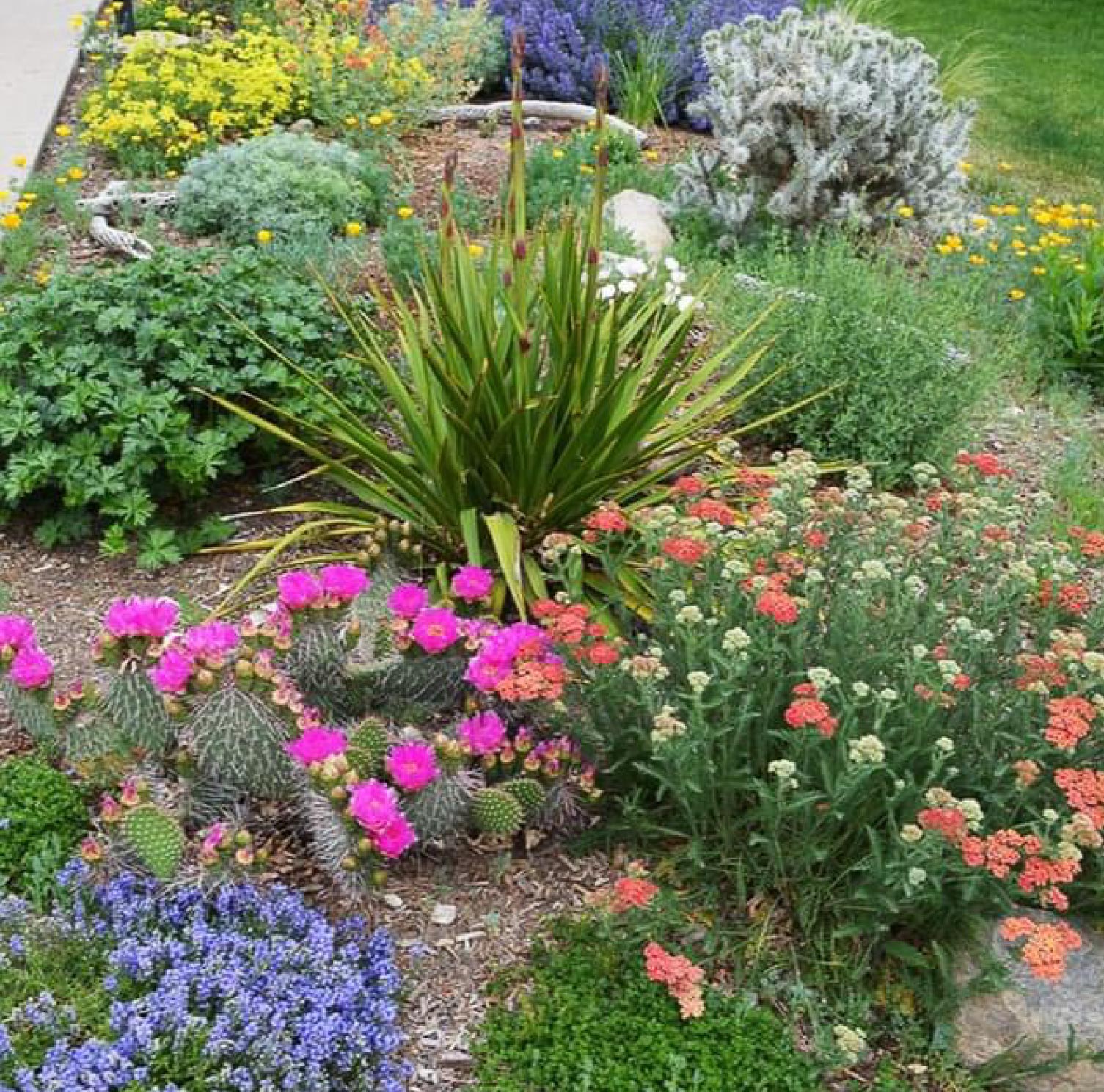 A xeriscape backyard design