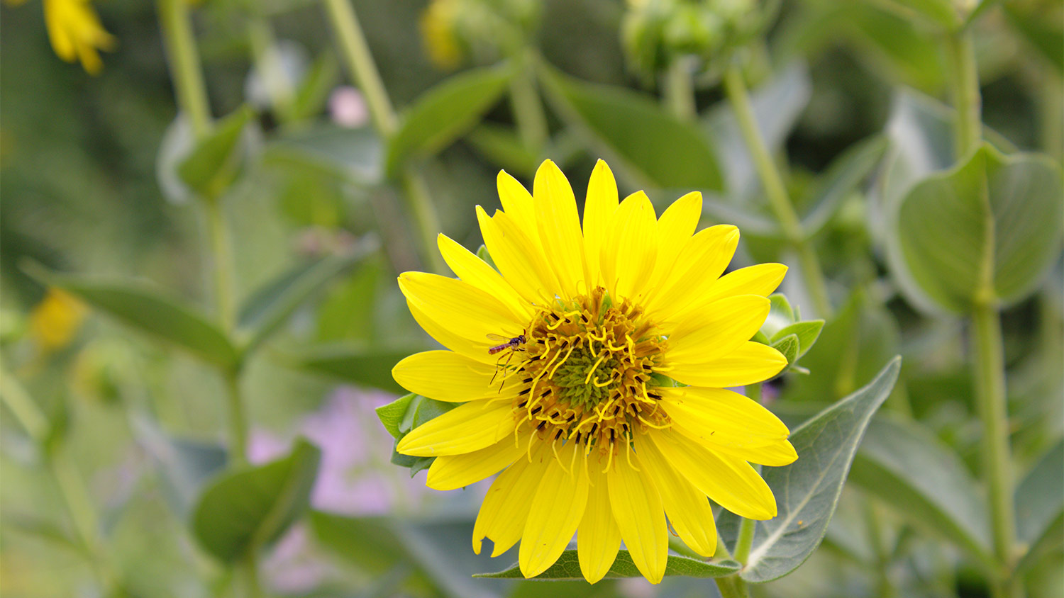 Yellow compass plant greenery