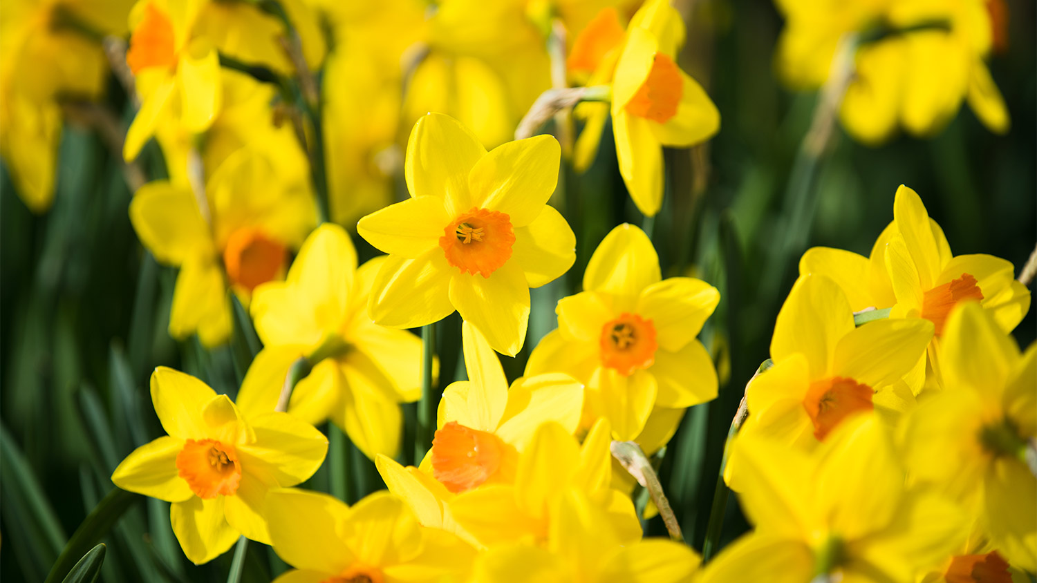 Many yellow daffodils flowers